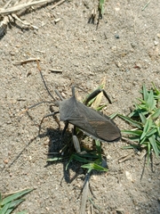 Anoplocnemis curvipes