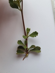 Hermannia multiflora