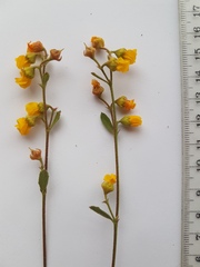 Hermannia multiflora