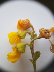 Hermannia multiflora