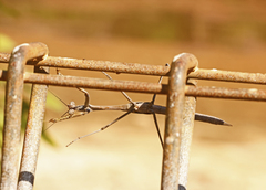 Archimantis latistyla