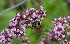 Volucella bombylans