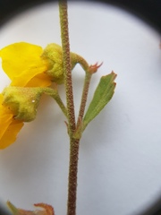 Hermannia multiflora