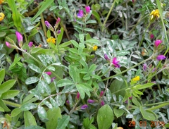 Onobrychis aequidentata