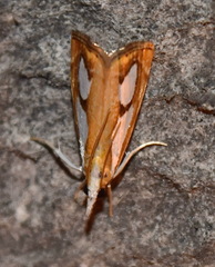 Catoptria pinella