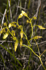 Drosera subhirtella