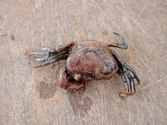 Parathelphusa convexa