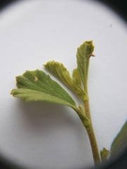 Hermannia multiflora