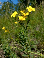 Linum flavum