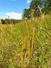 Arabis sagittata borealis