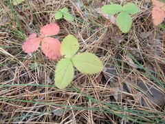 Fragaria viridis