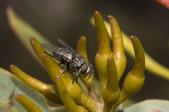 Tachinidae