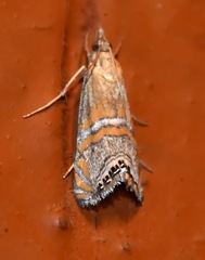 Euchromius bella