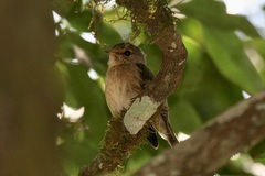 Muscicapa adusta