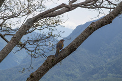 Trochalopteron morrisonianum