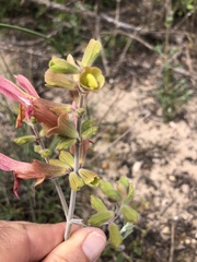 Salvia lanceolata