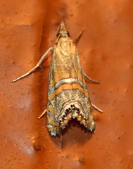 Euchromius bella