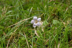 Oxalis griffithii