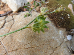 Onobrychis aequidentata