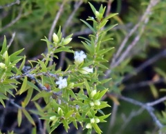 Styphelia leptospermoides