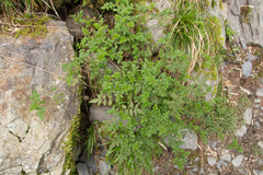 Rosa transmorrisonensis