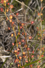 Drosera subhirtella