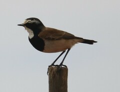 Oenanthe pileata pileata
