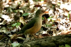 Turdus abyssinicus