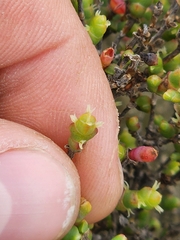 Tecticornia arbuscula