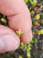 Tecticornia arbuscula