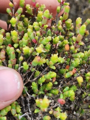 Tecticornia arbuscula