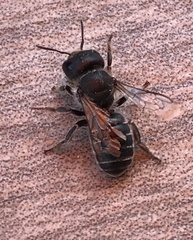 Osmia caerulescens