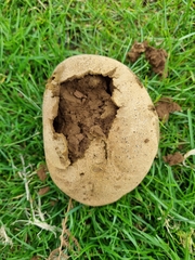 Lycoperdon utriforme