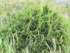 Cissampelos capensis