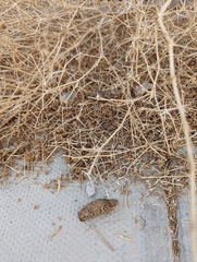 Paraechinus aethiopicus