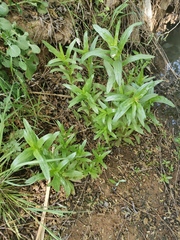 Veronica anagallis-aquatica