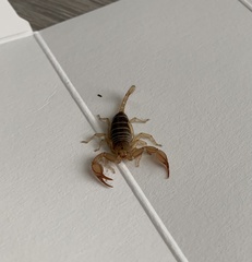 Euscorpius