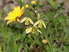 Albuca cooperi