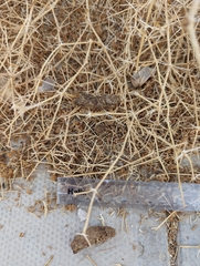 Paraechinus aethiopicus