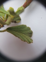 Hermannia multiflora