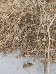 Paraechinus aethiopicus