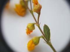 Hermannia multiflora