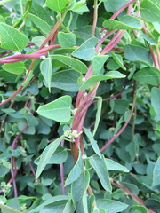 Cissampelos capensis