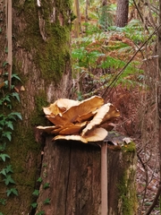 Cerioporus squamosus