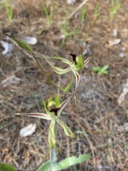 Caladenia attingens