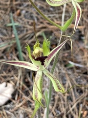Caladenia attingens