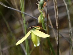 Albuca cooperi