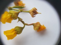 Hermannia multiflora