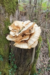 Cerioporus squamosus