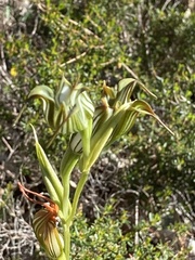Pterostylis recurva